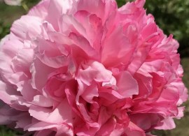 pink cotton candy